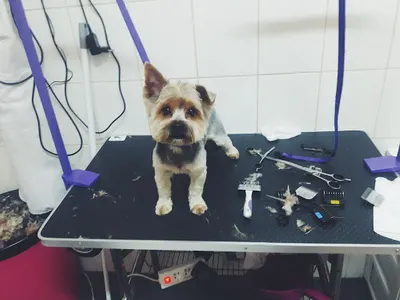 GrooMatka